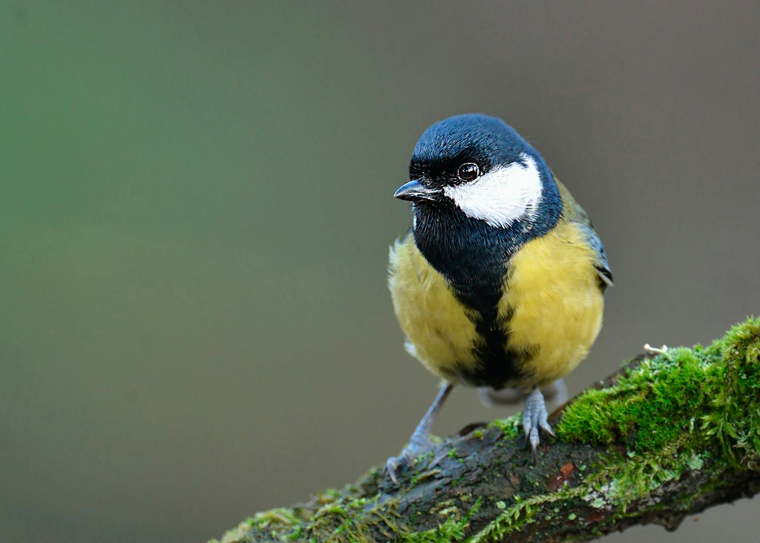 Photoshopin terävöintityökalulla käsitelty lintu puun oksalla